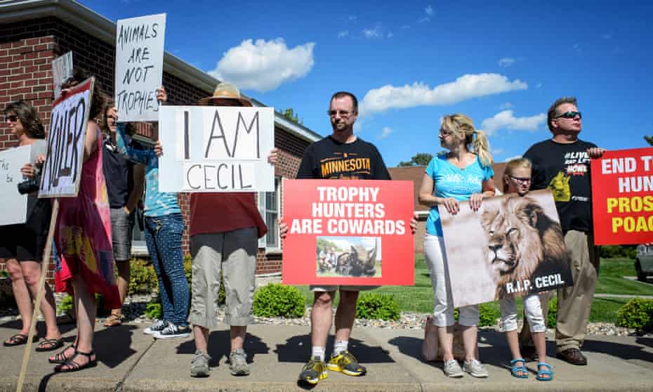 In Cecil The Lion Fallout Hunters Defend Walter Palmer And Fear Big Game Bans Cecil The Lion The Guardian In Cecil The Lion Fallout Hunters Defend Walter Palmer And Fear Big Game Bans Cecil The Lion The Guardian