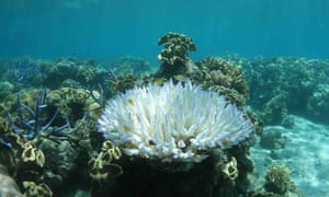 Scientists fear these images of heat-stressed, bleached coral at Lizard Island on the Great Barrier Reef could be the start of another mass bleaching event.