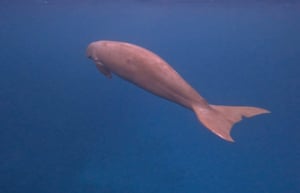A dugong