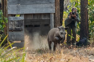 Patrícia Medici com uma anta