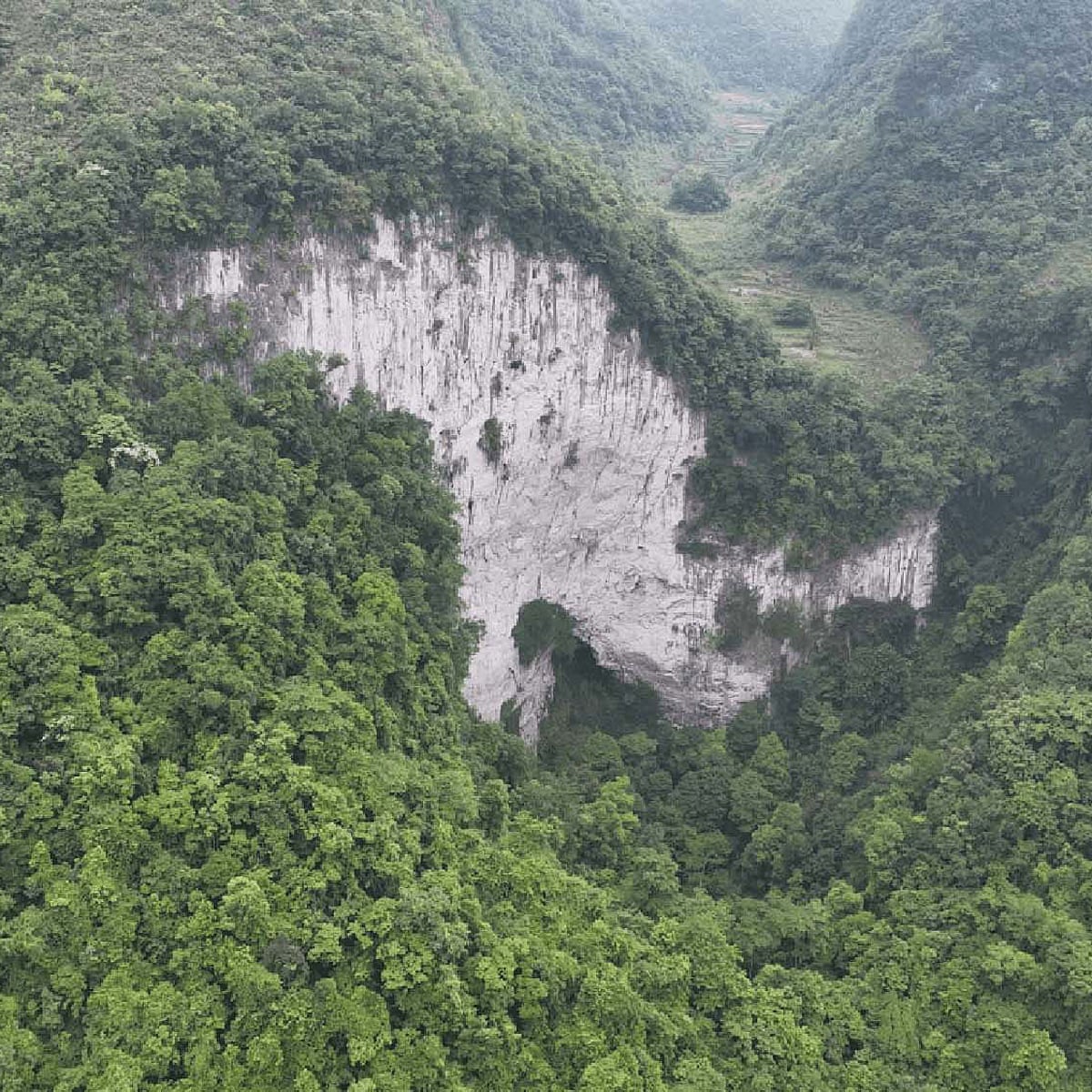 Ancient forest found at bottom of huge sinkhole in China | Trees and  forests | The Guardian