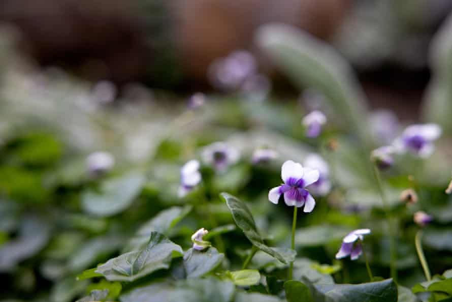 Australian native violets that are planted in the garden
