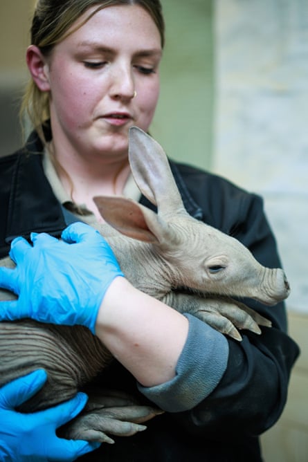 Sophie Tyson holds the aardvark calf in her arms. She is in her late 20s with long, tied-back blond hair, and is wearing dark overalls and blue rubber gloves.