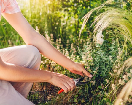 Gardener trimming catmint using pruner in summer garden.