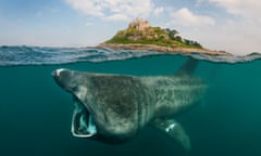 A basking shark off the coast of Cornwall