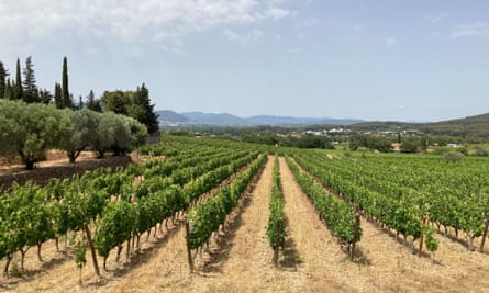 La Navicelle vineyards