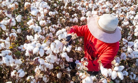 A cotton picker in Xinjiang, where captives are used as forced labour. 