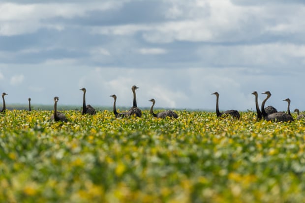A flock of rheas in a soya field in the Cerrado plains near Campo Verde, Mato Grosso state
