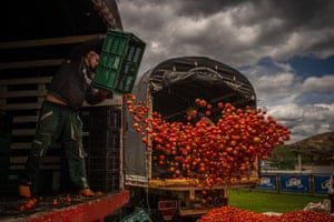 Farmers pour baskets of tomatoes out to prepare for the festival