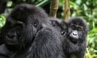 Six gorilla rangers killed in ambush at DR Congo's Virunga national park