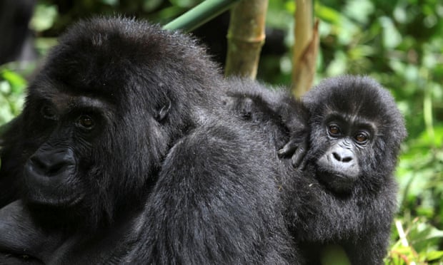 Six gorilla rangers killed in ambush at DR Congo’s Virunga national park Six gorilla rangers killed in ambush at DR Congo’s Virunga national park