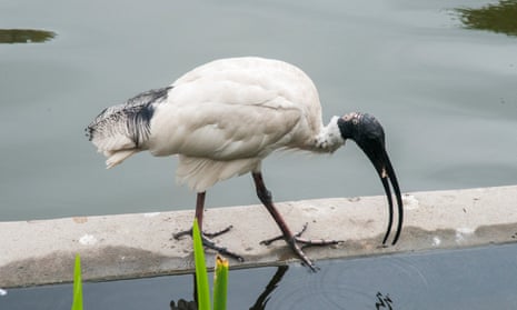 White ibis browsing at Roma Street Parkland, Brisbane