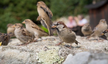 When Gardens Are Razed And Paved House Sparrows Suffer Gardens The Guardian