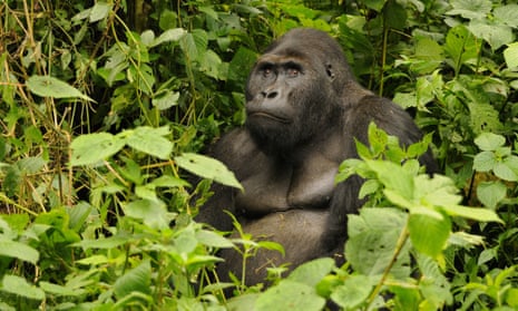 The murder of Jacques has conservationists worried about the future of the rangers as well as the gorillas.