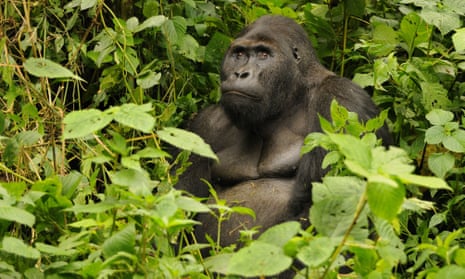 An eastern gorilla in Kahuzi-Biéga national park, Democratic Republic of Congo.