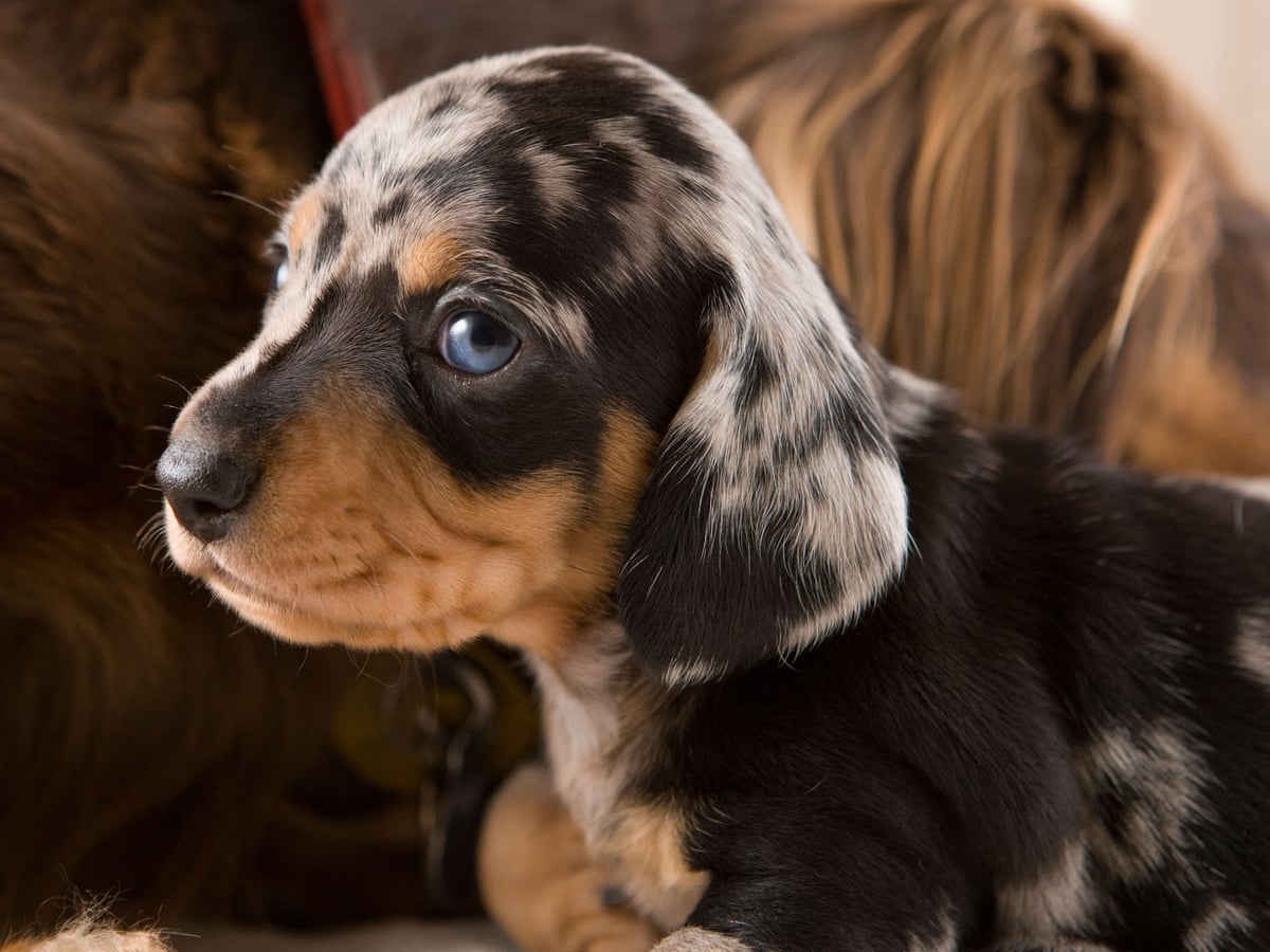 Dogs With Human Eyes Dogs with human eyes