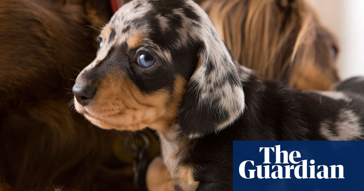 Dogs mirror stress levels of owners, researchers find