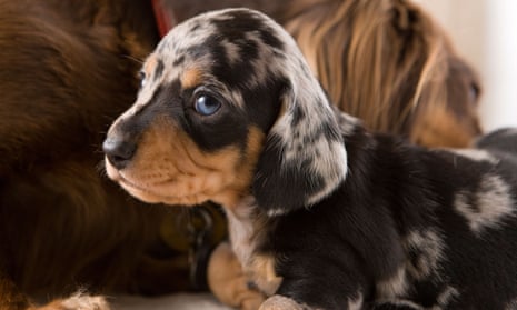 A dapple Dachshund puppy
