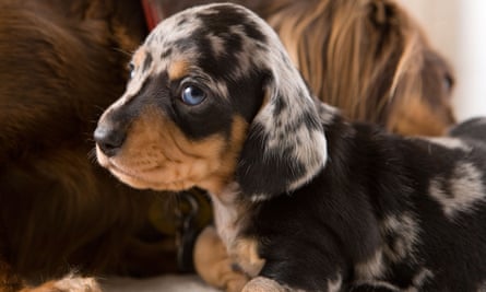 A dachshund puppy.