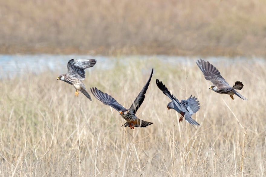 Amur falcons landing.