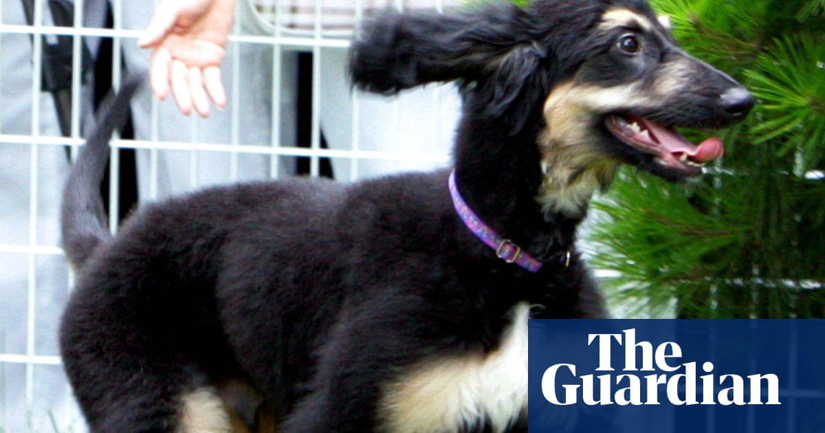 The ethics of cloning and owning dogs | Letters