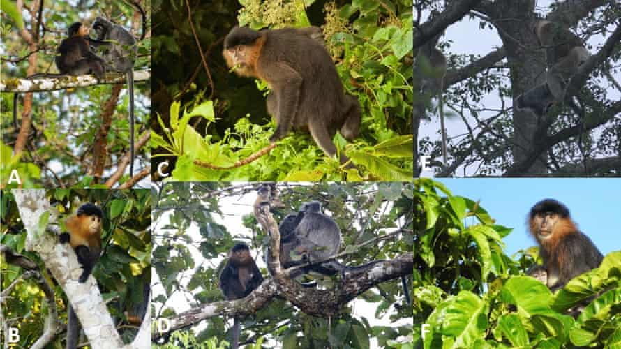 A. Juvenile ‘mystery monkey’ near Kampung Bilit, Kinabatangan, Sabah, groomed by adult female Trachypithecus cristatus (likely the mother). B. Subadult “mystery monkey,” alone. C. Subadult ‘mystery monkey’ alone, feeding. D. Subadult ‘mystery monkey’ with juvenile T. cristatus, adult female T. cristatus, and another T. cristatus individual while grooming. E. Adult male Nasalis larvatus mating with adult female T. cristatus in the same area. F. Adult putative hybrid now clearly identifiable as female with swollen breasts, holding an infant, which appears to be her offspring.