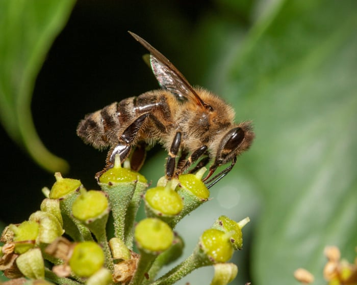 Honeybees are barging aside wild pollinators in hunt for pollen and nectar, study finds