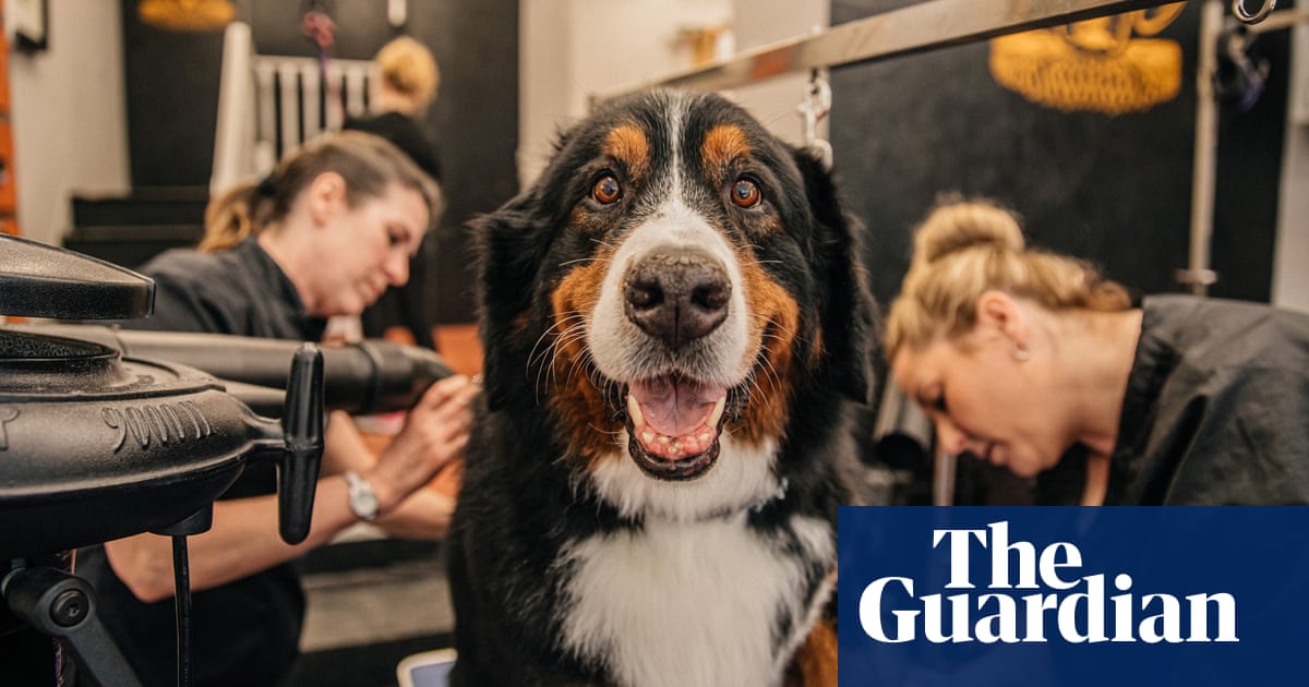 Because I’m woof it! How dog grooming became big business