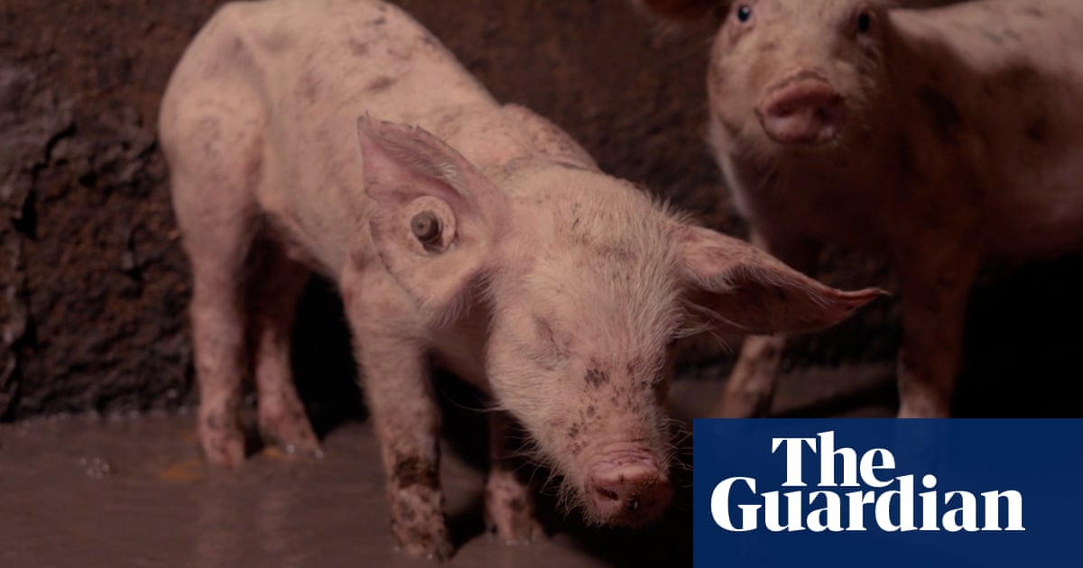Calls for legal action after ‘unimaginable suffering’ filmed at Devon pig farm | Animal welfare