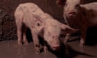 Calls for legal action after ‘unimaginable suffering’ filmed at Devon pig farm