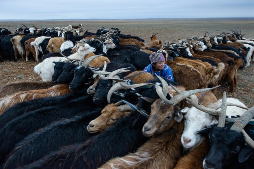 Mongolian nomads milking goats on the Gobi desert.