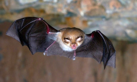 The Bats At Home In Our Attic Environment The Guardian