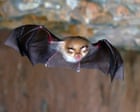 Country diary: Into the twilight zone with horseshoe bats | Derek Niemann