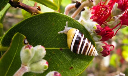 A Hawaiian tree snail, Partulina mighelsiana. Snails like George used to be ubiquitous throughout the islands.