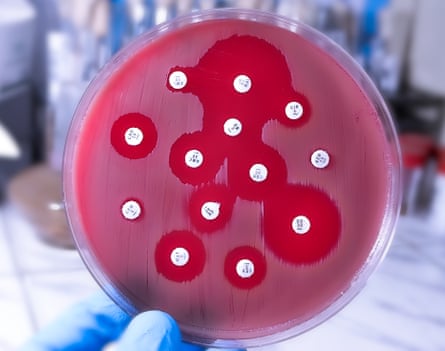 A petri dish testing antimicrobial susceptibility
