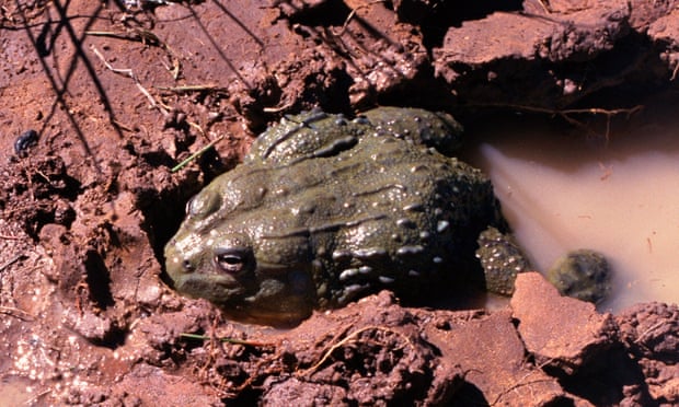 African bullfrog