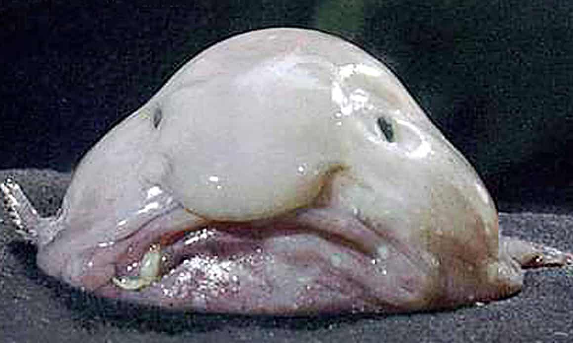 The blobfish (Psychrolutes marcidus) inhabits the deep waters off the coasts of the Australian mainland and Tasmania.