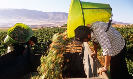 Harvesting grapes from a vineyard in Lebanon.