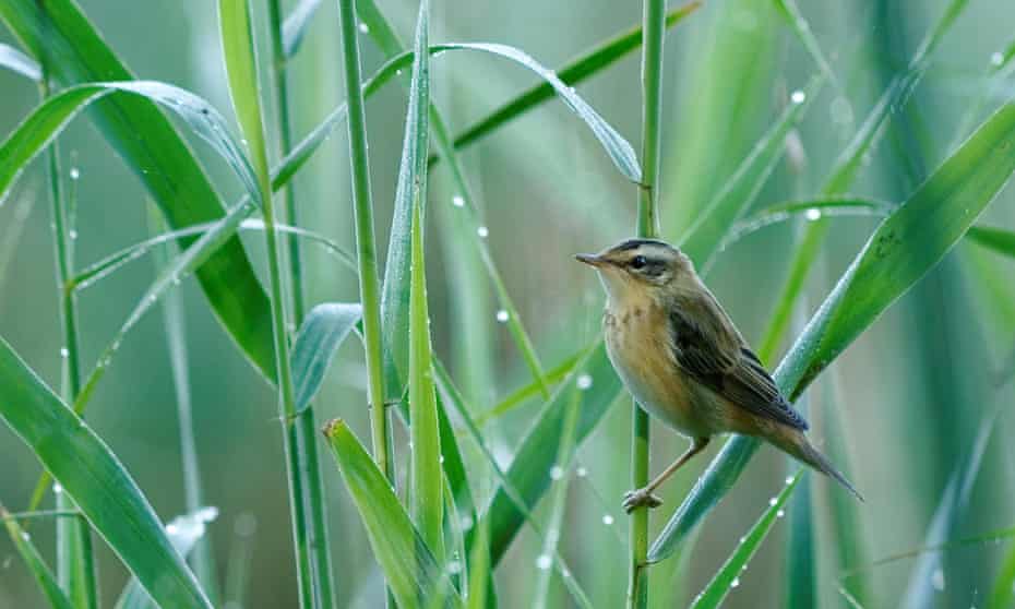 The aquatic warbler faces a high risk of extinction as its populations have plummeted worldwide. 