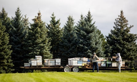 Five million bees escape after crates of hives fall off truck in Canada - The Guardian