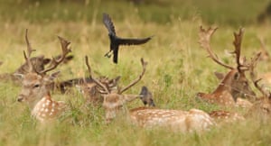 A bird lands on the antlers of a deer in Dublin’s Phoenix Park as the rutting seasons begins.