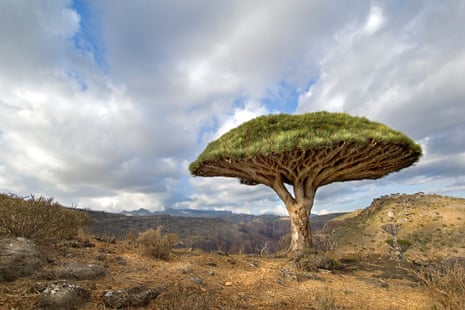 A lone dragon’s blood tree in Momi valley.