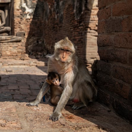Monkeys relax near a Buddha statue at the Pra Prang Sam Yod temple