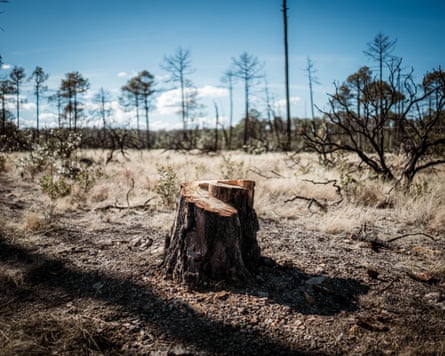 The trunk of a felled tree in a large clearing in a forest