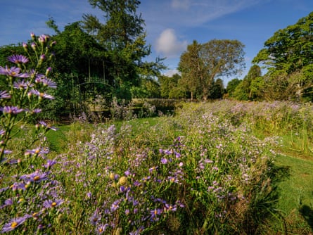 Purple and yellow flowers across a lawn surrounded by trees