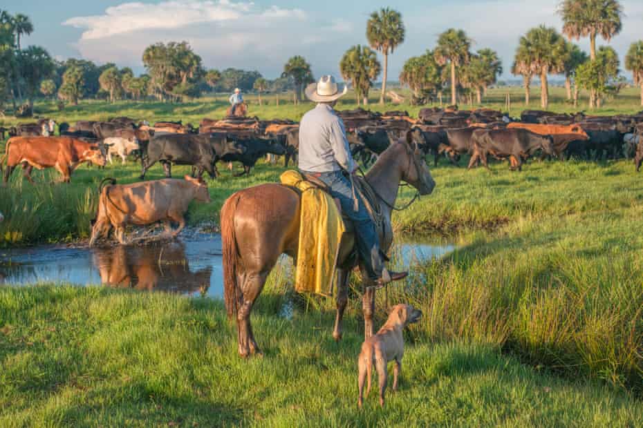 Buck Island Ranch in Highlands county, Florida, is managed by Archbold Biological Station.