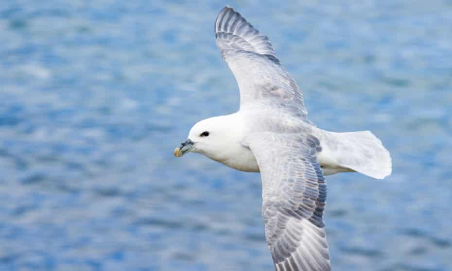 A fulmar