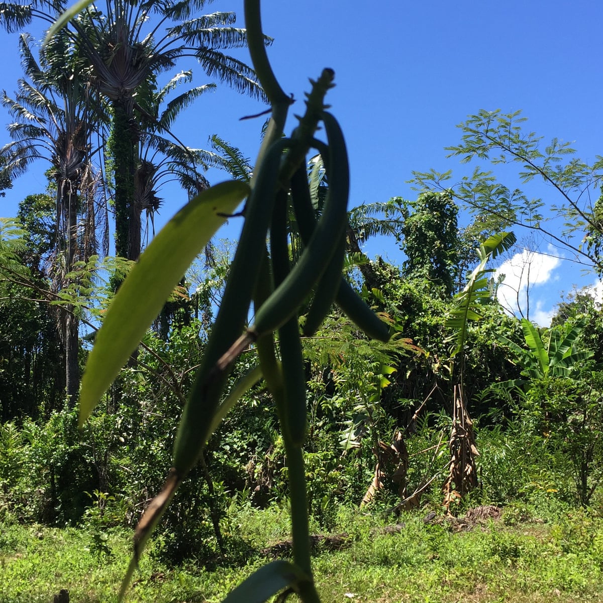 Madagascar's vanilla wars: prized spice drives death and deforestation, Deforestation