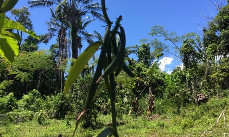 Vanilla crop in Madagascar