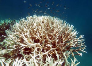 Bleached coral reef on the Great Barrier Reef in Australia.